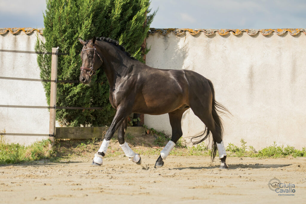 vito VDL etalon dressage elevage des B